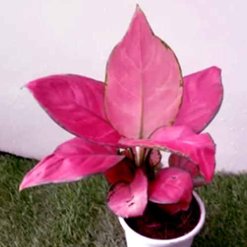 Aglaonema plant