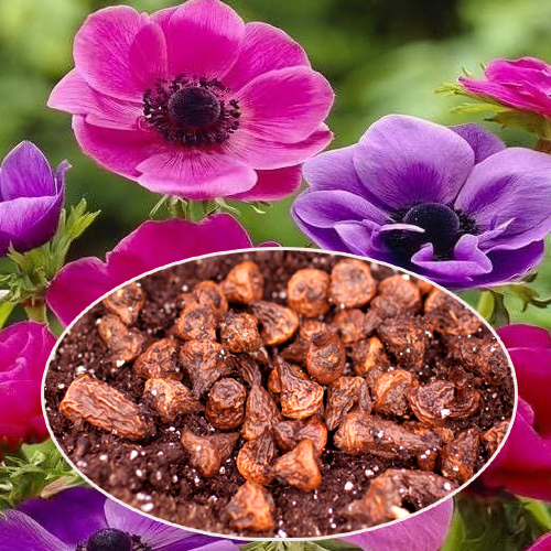 Anemone Flower Bulbs