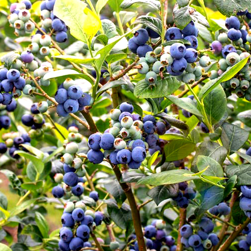 Blueberry Plants