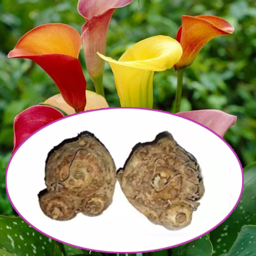 Calla Lily Flower Bulb