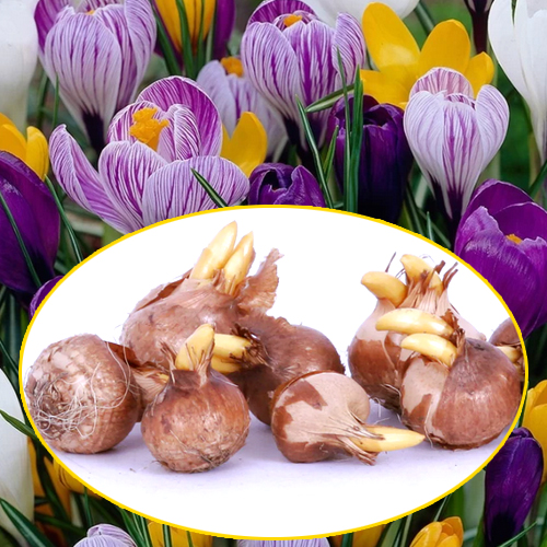 Crocus flower bulb