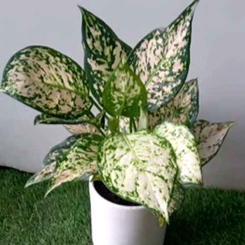 Dieffenbachia plant