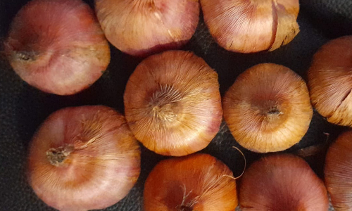  Floriculture Bulb and tubers Suppliers Delhi