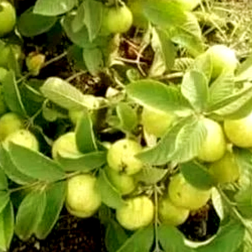 Guava plants