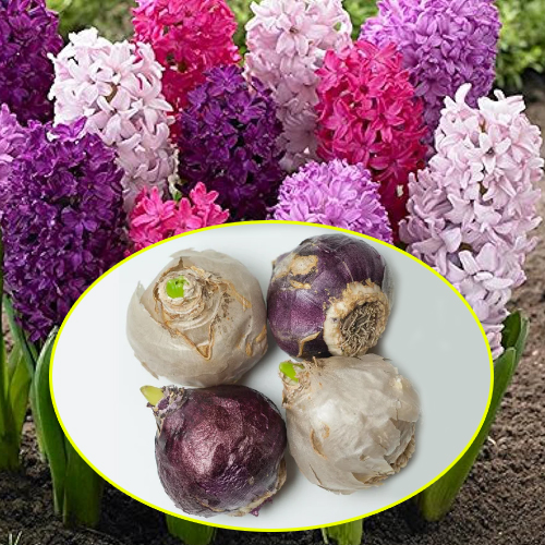 Hyacinth Flower Bulb