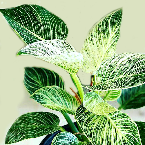 Philodendron Plant