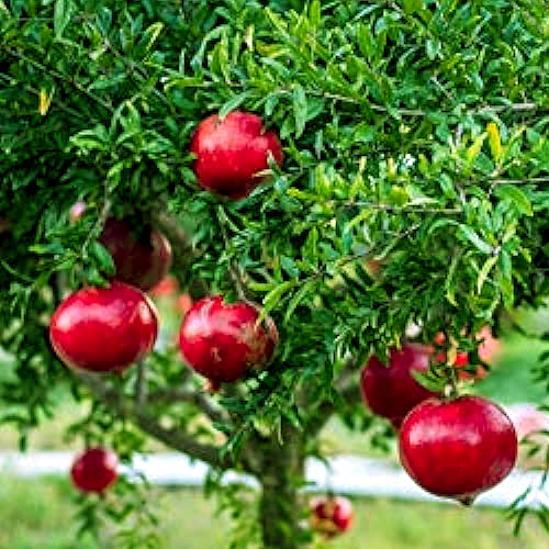 Pomegranate plants