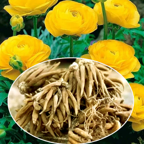 Ranunculus Flower Bulbs