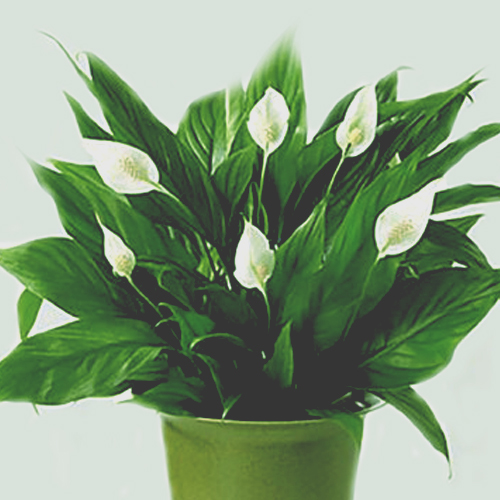 Spathiphyllum plant