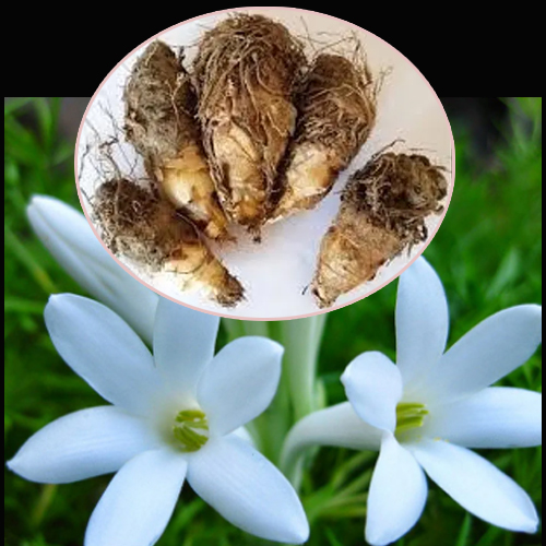 Tuberose Flower Bulb
