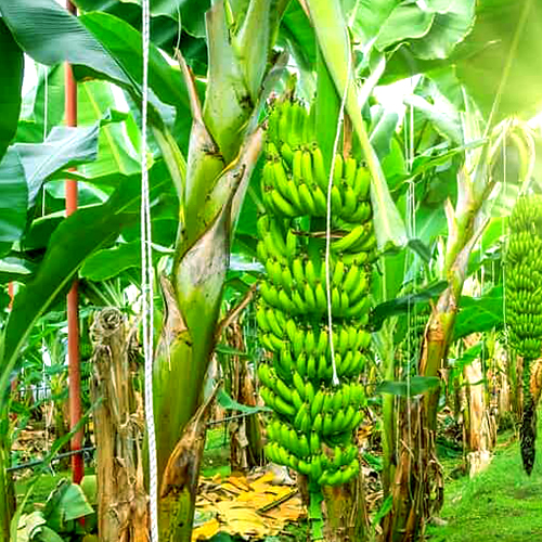Banana Plants