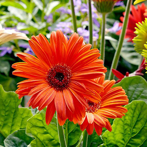 gerbera flower plant