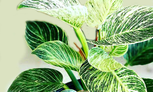 Ornamental Plants Suppliers Delhi